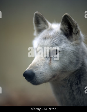 Le loup de l'Est (Canis lupus lycaon) trouvés en Alaska et au Canada. Les espèces en voie de disparition Banque D'Images