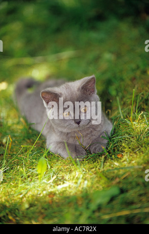 Chaton chartreux - lying on meadow Banque D'Images