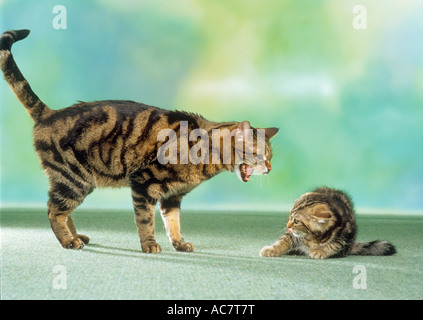 Chat domestique au sifflement chaton Banque D'Images