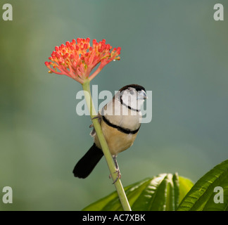 Owl-faced Finch ou double de prescription finch Taeniopygia bichenovii captif - Banque D'Images