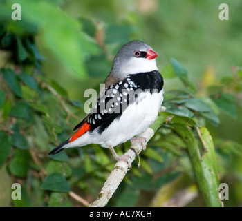 Diamond Firetail Stagonopleura guttata captif - Banque D'Images