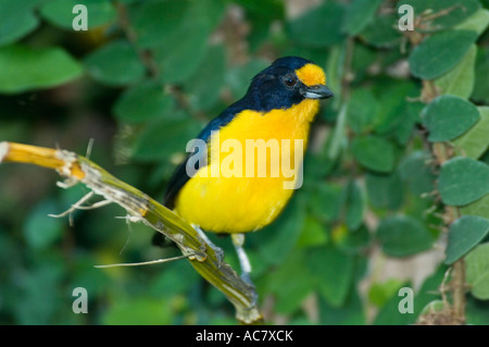 Euphonia Euphonia violacea violacé en captivité - Banque D'Images