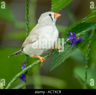 Femme diamant mandarin (Poephila guttata) Banque D'Images