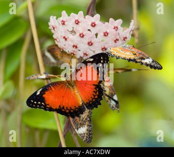 Cethosia biblis chrysope rouge Banque D'Images