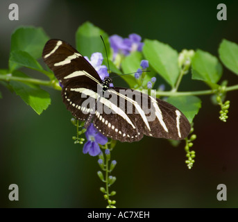 Papillon Heliconius charithonia Zebra Longwing Banque D'Images