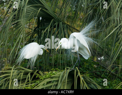 Paire de Grande Aigrette Ardea alba St Augustine Alligator Farm - Floride - USA Banque D'Images