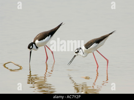 L'échasses Himantopus mexicanus le Parc National des Everglades - Floride - USA - Banque D'Images