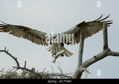 Osprey battant retour au nid avec les poissons du Parc National des Everglades - Floride - USA Banque D'Images