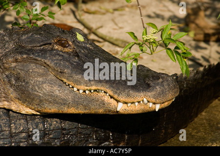 Alligator Alligator mississippiensis), (St Augustine Alligator Farm, Florida, USA, United States of America Banque D'Images