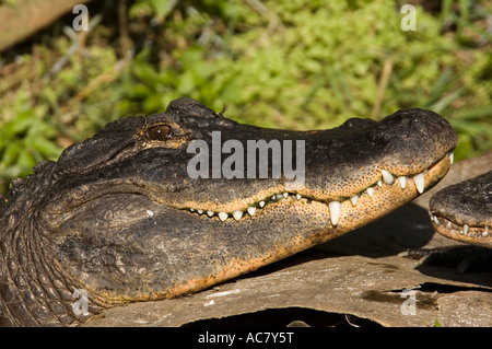 Alligator Alligator mississippiensis), (St Augustine Alligator Farm, Florida, USA, United States of America Banque D'Images