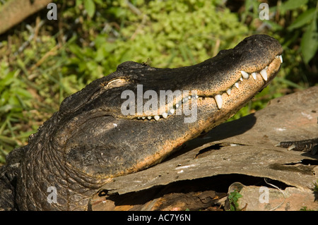 Alligator Alligator mississippiensis), (St Augustine Alligator Farm, Florida, USA, United States of America Banque D'Images