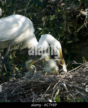 Grande Aigrette au nid avec les poussins Ardea alba St Augustine Alligator Farm - Floride - USA - Banque D'Images