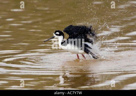 Échasse d'echelle Himantopus mexicanus - Parc National des Everglades - Floride - USA Banque D'Images