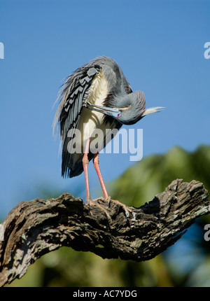 Aigrette tricolore - Egretta tricolor St Augustine en Floride - USA Banque D'Images