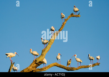 Américain des Ibis Eudocimus albus St Augustine - Floride - USA Banque D'Images