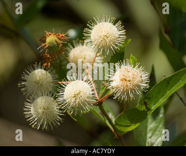 Céphalanthe occidental (Cephalanthus occidentalis), le Parc National des Everglades, Florida, USA Banque D'Images