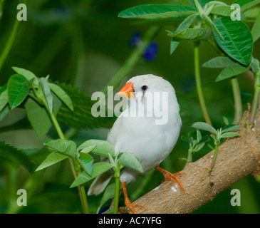 Femme diamant mandarin (Poephila guttata) Banque D'Images
