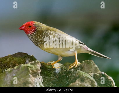 Star Finch (Bathilda ruficauda) provient de l'Australie Banque D'Images