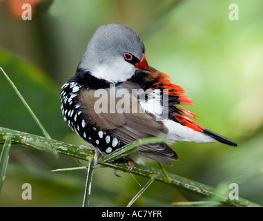 Diamond Firetail Stagonopleura guttata captif - Banque D'Images