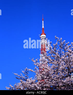 La Tour de Tokyo, Cherry Blossom Banque D'Images