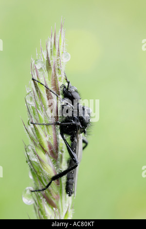 Mouche de Saint Marc (Bibio marci) un gazon Banque D'Images