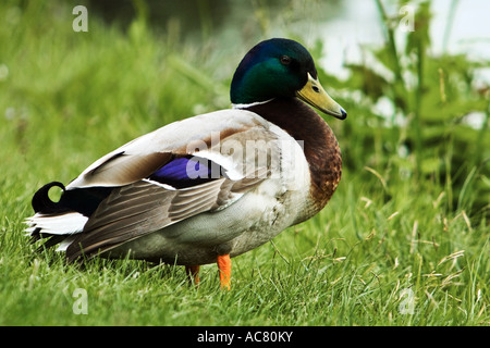 - Mallard drake standing on meadow Banque D'Images