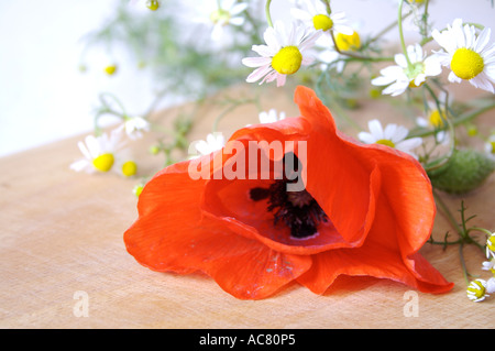Coquelicot avec camomille Banque D'Images