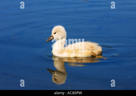 Cygne tuberculé - Cygnus olor / naissante Banque D'Images