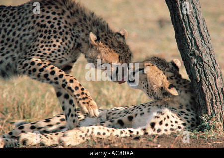 Cheetah inclinables de lécher le visage de son frère après l'alimentation de la réserve nationale de Masai Mara au Kenya Afrique de l'Est Banque D'Images