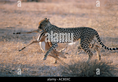 Guépard femelle adultes transportant le cadavre d'une jeune femelle impala Masai Mara National Reserve Kenya Afrique de l'Est Banque D'Images