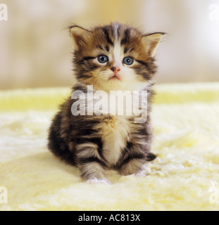 Chat domestique Chaton assis sur une couverture Banque D'Images