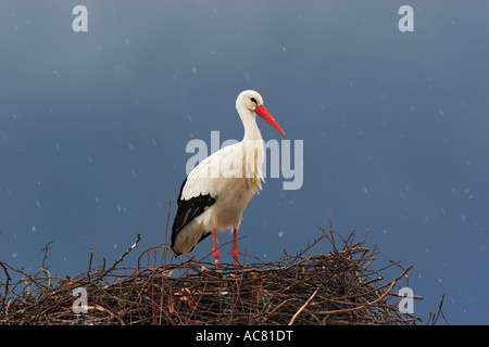 Nid de cigogne blanche - Ciconia ciconia / Neige Banque D'Images