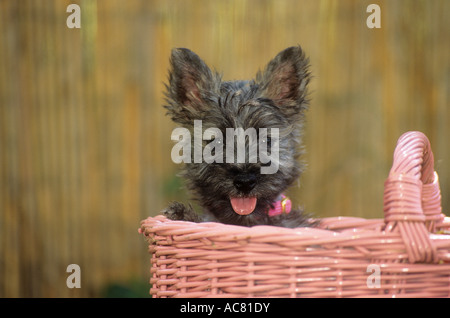 Cairn Terrier - chiot dans panier Banque D'Images