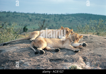 Deux lionnes mature reposant sur une colline rocheuse dans le Parc National de Serengeti Tanzanie Afrique de l'Est Banque D'Images