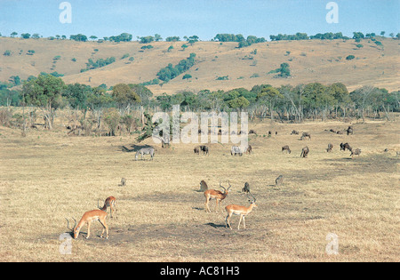 Groupe mixte de mammifères le pâturage sur l'herbe courte réserve nationale de Masai Mara au Kenya Afrique de l'Est Banque D'Images