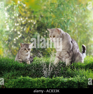 British Shorthair (argent tabby). Mère avec un chaton regardant une fontaine dans un jardin Banque D'Images