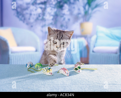 Chaton British Shorthair black silver tabby ( ) avec les souris de guimauve Banque D'Images