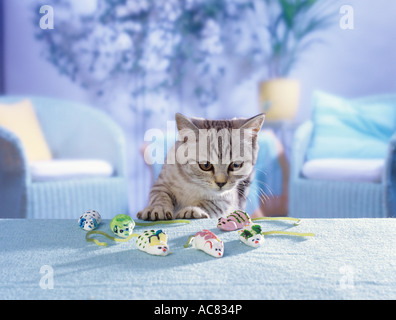 Chaton British Shorthair black silver tabby ( ) avec les souris de guimauve Banque D'Images