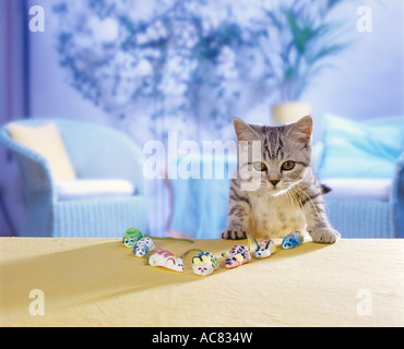 Chaton British Shorthair black silver tabby ( ) avec les souris de guimauve Banque D'Images