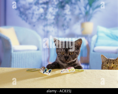 Chaton British Shorthair black smoke ( ) avec les souris de guimauve Banque D'Images