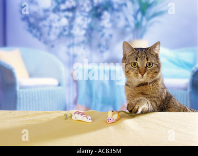 Tabby chat domestique avec les souris de guimauve Banque D'Images