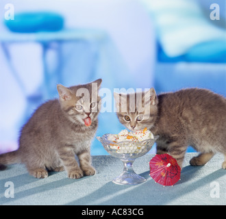 British Shorthair Cat. Chaton mangeant à partir d'une sundae Banque D'Images