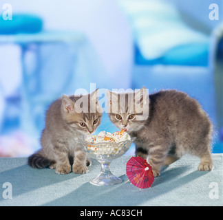 British Shorthair Cat. Chaton mangeant à partir d'une sundae Banque D'Images