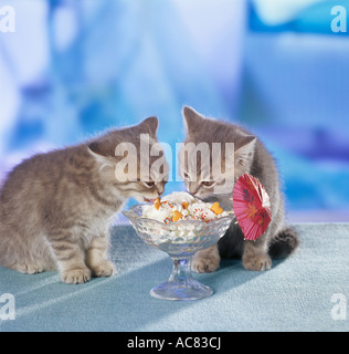 British Shorthair Cat. Chaton mangeant à partir d'une sundae Banque D'Images