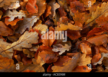 Couvrir le sol de feuilles mortes en automne à Wakehurst Place. Banque D'Images