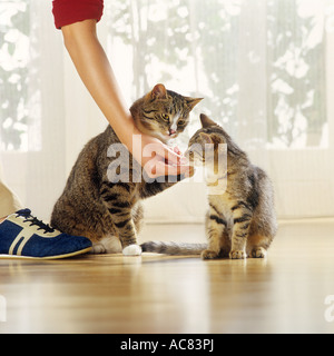 Obtenir de la nourriture de chaton - chat domestique à regarder Banque D'Images