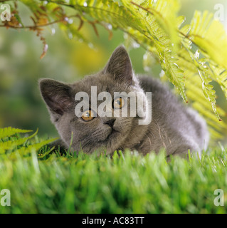 Chaton chartreux - lying on meadow sous fern Banque D'Images