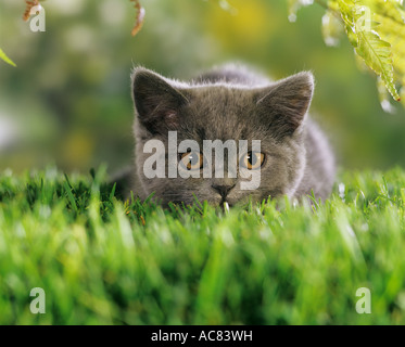 Chaton chartreux - lying on meadow sous fern Banque D'Images