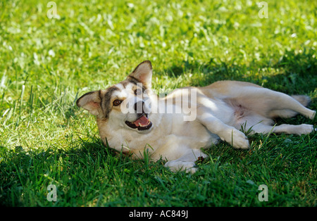 Comportement : half breed dog lying on meadow - veut jouer Banque D'Images