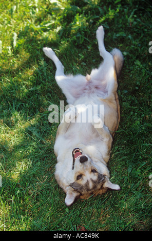 Comportement : half breed dog lying on meadow - veut jouer Banque D'Images